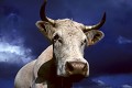  vache charolaise, animaux ferme, pâturages, hautes chaumes, hautes vosges, coucher de soleil, haut-rhin, alsace 