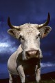  vache charolaise, animaux ferme, pâturages, hautes chaumes, hautes vosges, coucher de soleil, haut-rhin, alsace 