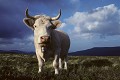  vache charolaise, animaux ferme, pâturages, hautes chaumes, hautes vosges, coucher de soleil, haut-rhin, alsace 