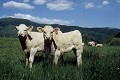  vache charolaise, animaux ferme, pâturages, hautes vosges, see d'urbès, haut-rhin, alsace 