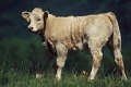  vache charolaise, veau, animaux ferme, pâturages, hautes vosges, see d'urbès, haut-rhin, alsace 