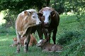  vaches, animaux ferme, pâturages, hautes vosges, see d'urbès, haut-rhin, alsace 
