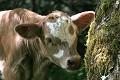  vache charolaise, animaux ferme, pâturages, hautes vosges, see d'urbès, haut-rhin, alsace 