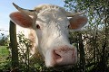  vache charolaise, animaux ferme, pâturages, bourgogne 