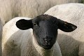  ovins, moutons, animaux ferme, pâturages, hautes vosges, goldbach-altenach, vallée thur, haut-rhin, alsace 