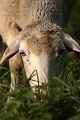  ovins, moutons, animaux ferme, pâturages, hautes vosges, goldbach-altenach, vallée thur, haut-rhin, alsace 