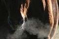  cheval, équidé, mammifère, 