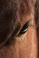  cheval, équidé, mammifère 