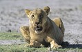  lionne, mammifère, lion, amboseli, kenya, afrique 