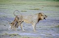  lionceau, mammifère, lion, amboseli, kenya, afrique 