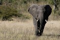  éléphants, mammifère, parc national hwange, zimbabwe, afrique 