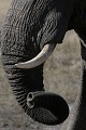  éléphants, mammifère, parc national hwange, zimbabwe, afrique 