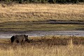  rhinocéros blanc, mammifère, parc national hwange, zimbabwe, afrique 