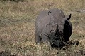  rhinocéros blanc, mammifère, parc national hwange, zimbabwe, afrique 