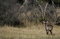  cobe à croissant, mammifère, parc national hwange, zimbabwe, afrique 