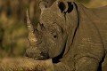  rhinoceros blanc, mammifère, parc national Hwange, zimbabwe, afrique 