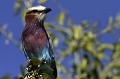 rollier, oiseau, parc de chobe, bostwana, afrique 