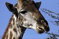 girafe, mammifère, parc de chobe, bostwana, afrique 