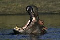  hippopotame, mammifère, parc de chobe, bostwana, afrique 