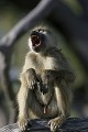  babouin, mammifère, delta okavango, bostwana, afrique 