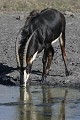  hippotrague noir, mammifère, parc national hwange, zimbabwe, afrique 