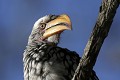  petit calao à bec jaune, oiseau, parc national hwange, zimbabwe, afrique 