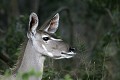  grand koudou, mammifère, parc national hwange, zimbabwe, afrique 