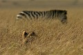  lion, zèbres, mammifère, masai mara, kenya, afrique 