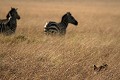  lion, zèbres, chasse, mammifère, masai mara, kenya, afrique 