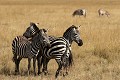  zèbres, mammifère, masai mara, kenya, afrique, savane 