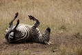  zèbres, mammifère, masai mara, kenya, afrique, savane 