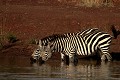  zèbres, mammifère, masai mara, kenya, afrique, savane 