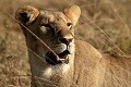  lion, lionne, mammifère, masai mara, kenya, afrique, savane 