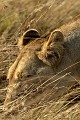  lion, lionne, mammifère, masai mara, kenya, afrique, savane 