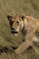  lion, lionne, mammifère, masai mara, kenya, afrique, savane 