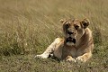  lion, lionne, mammifère, masai mara, kenya, afrique, savane 