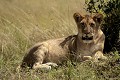  lion, lionne, mammifère, masai mara, kenya, afrique, savane 
