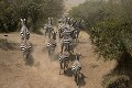  zèbres, gnous, mammifère, migration, rivière mara, masai mara, kenya, afrique 