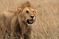  lion, lionne, mammifère, masai mara, kenya, afrique 