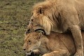  lion, lionne, accouplement, mammifère, masai mara, kenya, afrique 