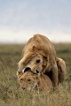 lion, lionne, accouplement, mammifère, masai mara, kenya, afrique 