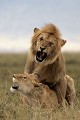  lion, lionne, accouplement, mammifère, masai mara, kenya, afrique 