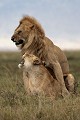  lion, lionne, accouplement, mammifère, masai mara, kenya, afrique 