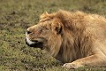  lion, lionne, accouplement, mammifère, masai mara, kenya, afrique 