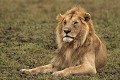  lion, lionne, accouplement, mammifère, masai mara, kenya, afrique 