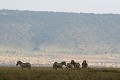  zèbres, mammifère, masai mara, kenya, afrique 