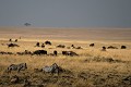  paysage, savane, orage, zèbres, gnous, migration, masai mara, kenya, afrique 