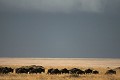 paysage, savane, orage, zèbres, gnous, migration, masai mara, kenya, afrique 