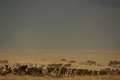  paysage, savane, orage, zèbres, gnous, migration, masai mara, kenya, afrique 
