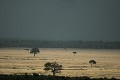  paysage, savane, orage, zèbres, gnous, migration, masai mara, kenya, afrique 
